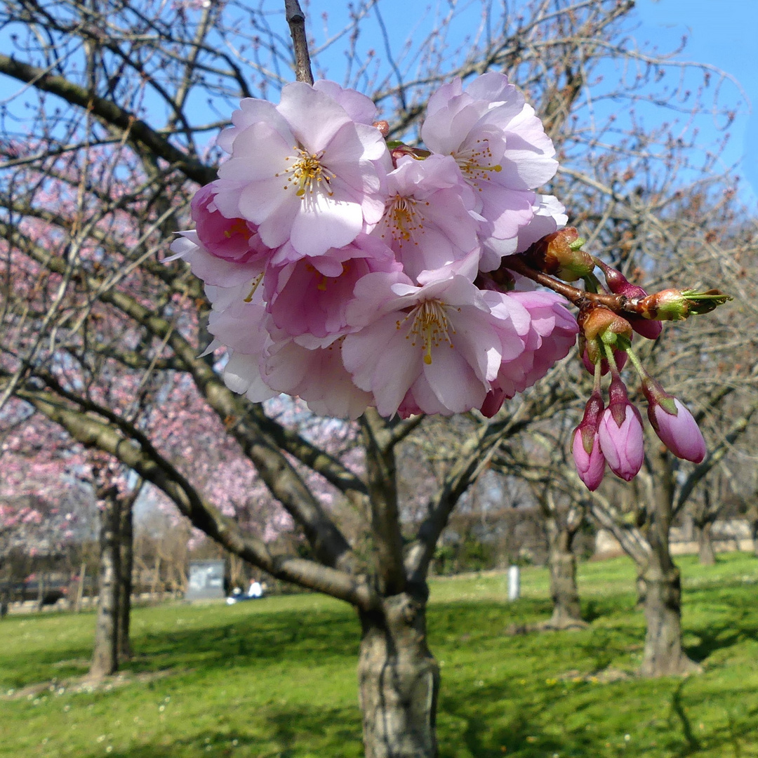 Zierblüten