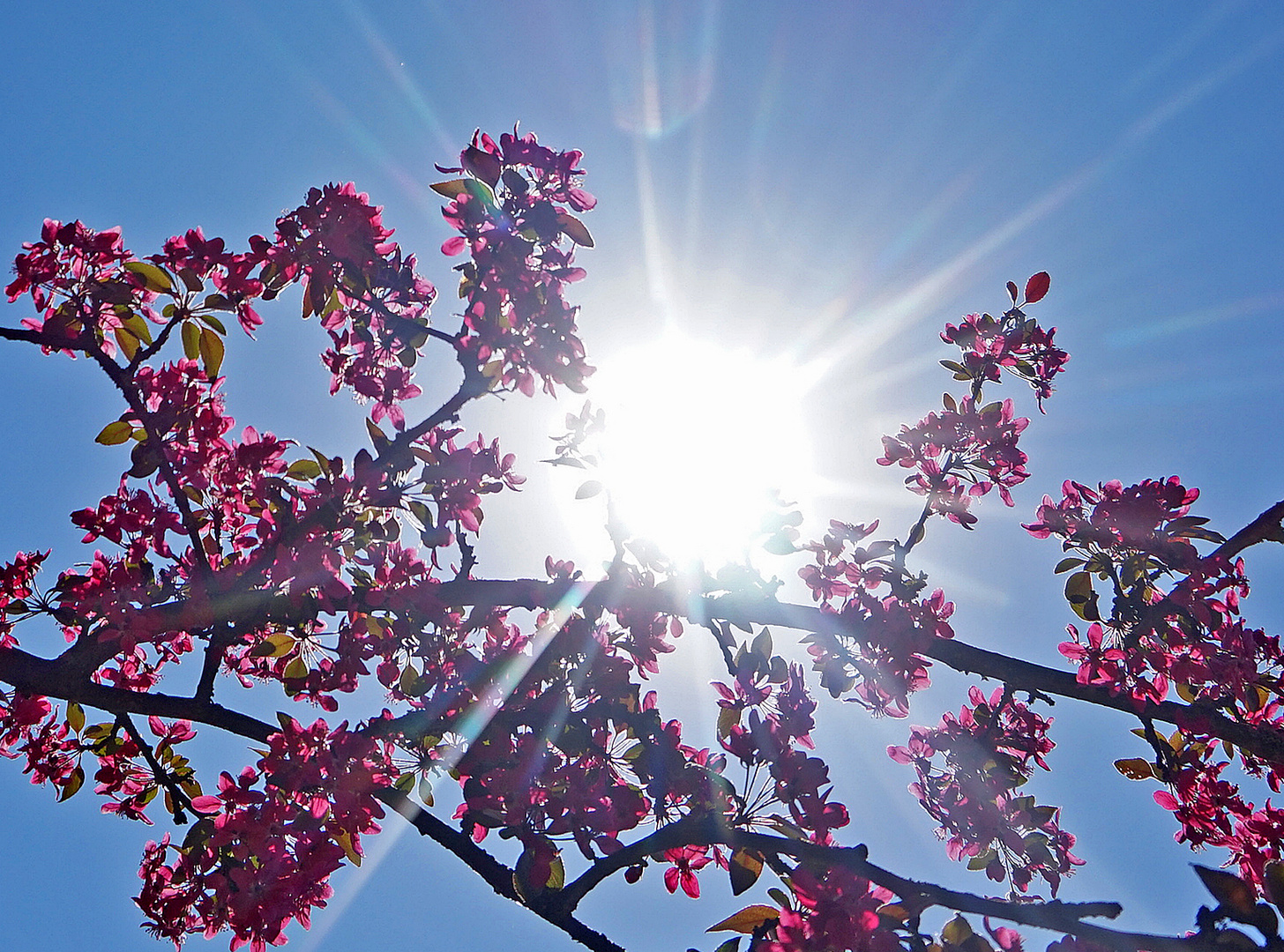 Zierblüten mit Sonnenstrahlen