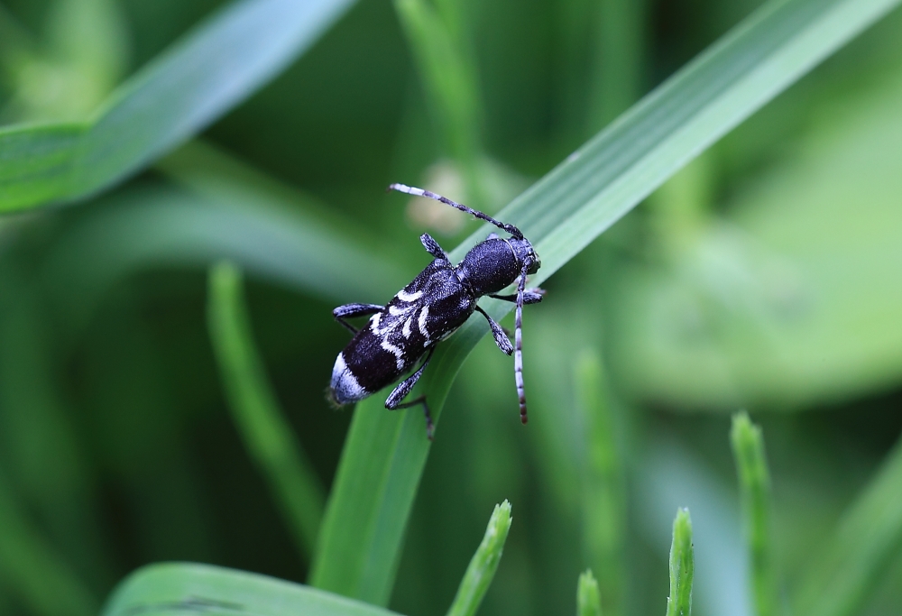 Zierbock (Anaglyptus mysticus)