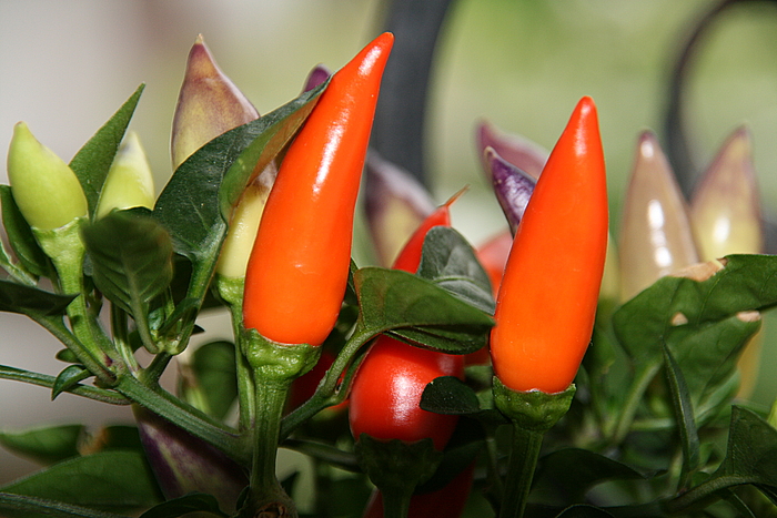 Zierchillis so Scharf,das sie hinter Gitter müssen