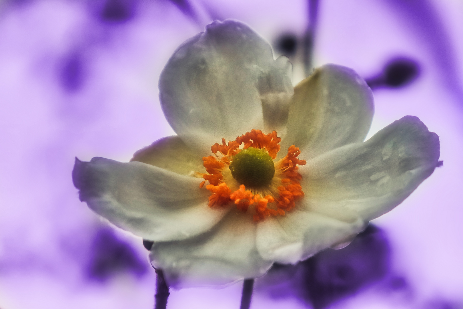 Zierde im Garten