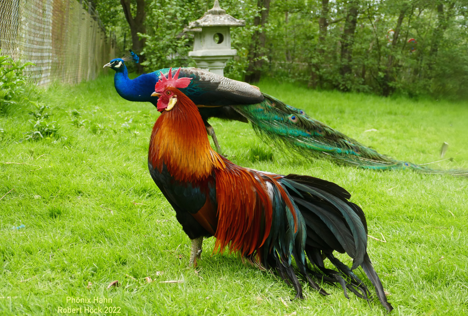 Ziergeflügel - Phönix Hahn Goldhalsig mit Pfau by Robert Höck 2022 - Vogelpark Timmendorfer Strand