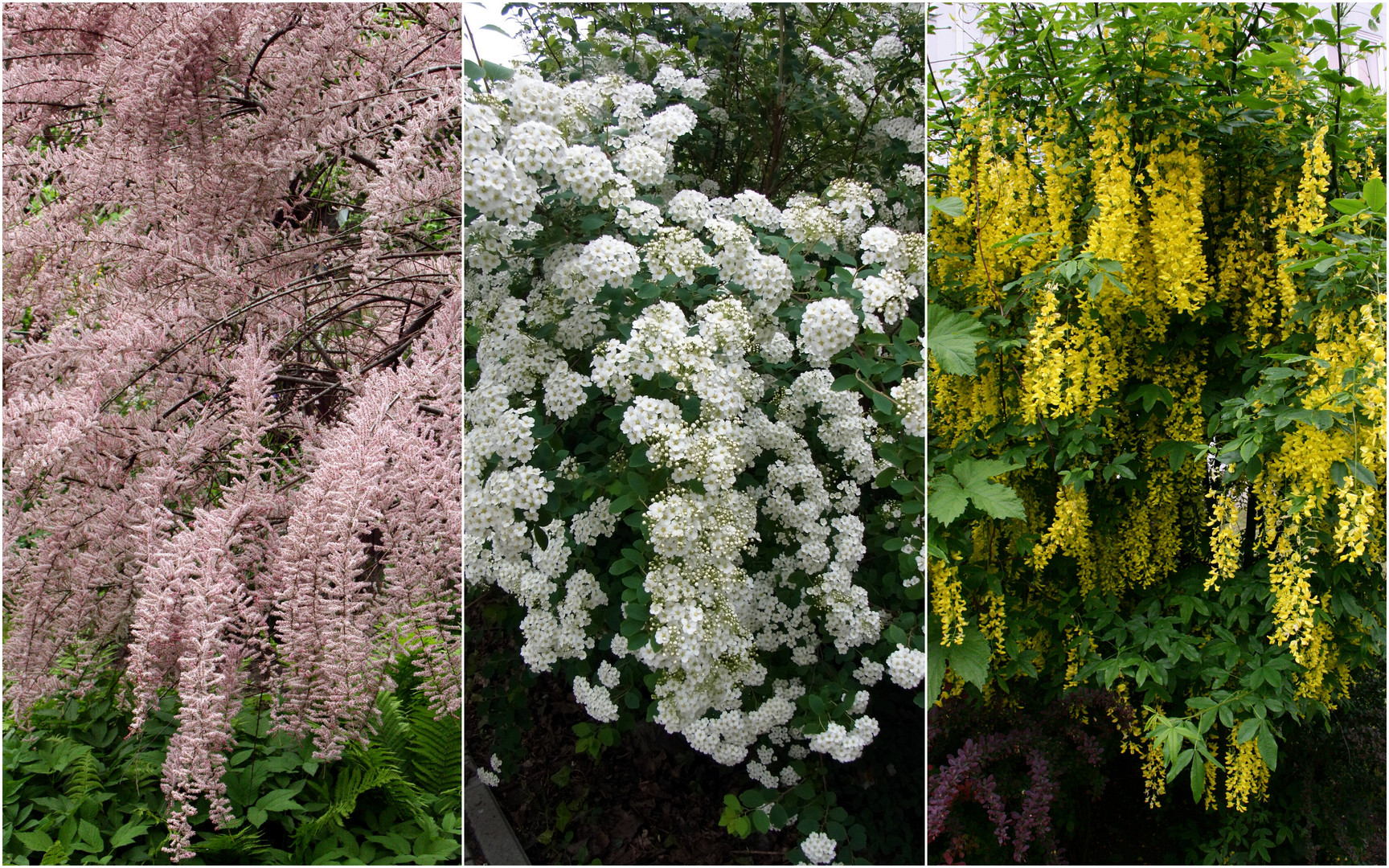 Ziergehölze Foto & Bild pflanzen, pilze & flechten, sträucher, blumen