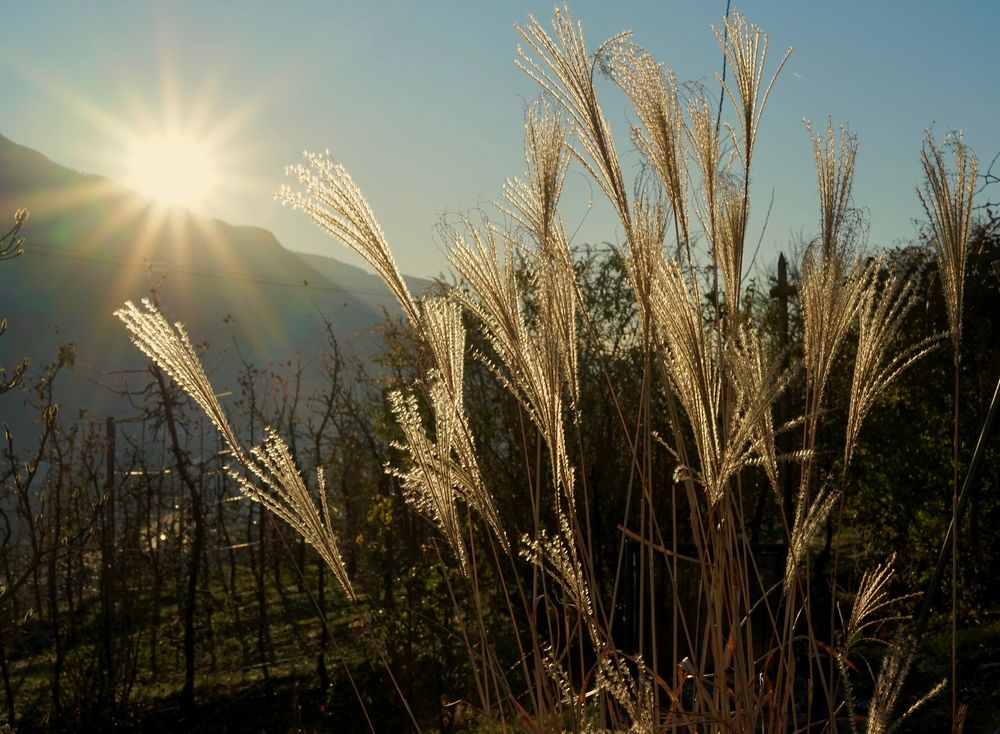 Ziergras bei Sonnenaufgang