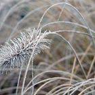 Ziergras im heimischen Garten