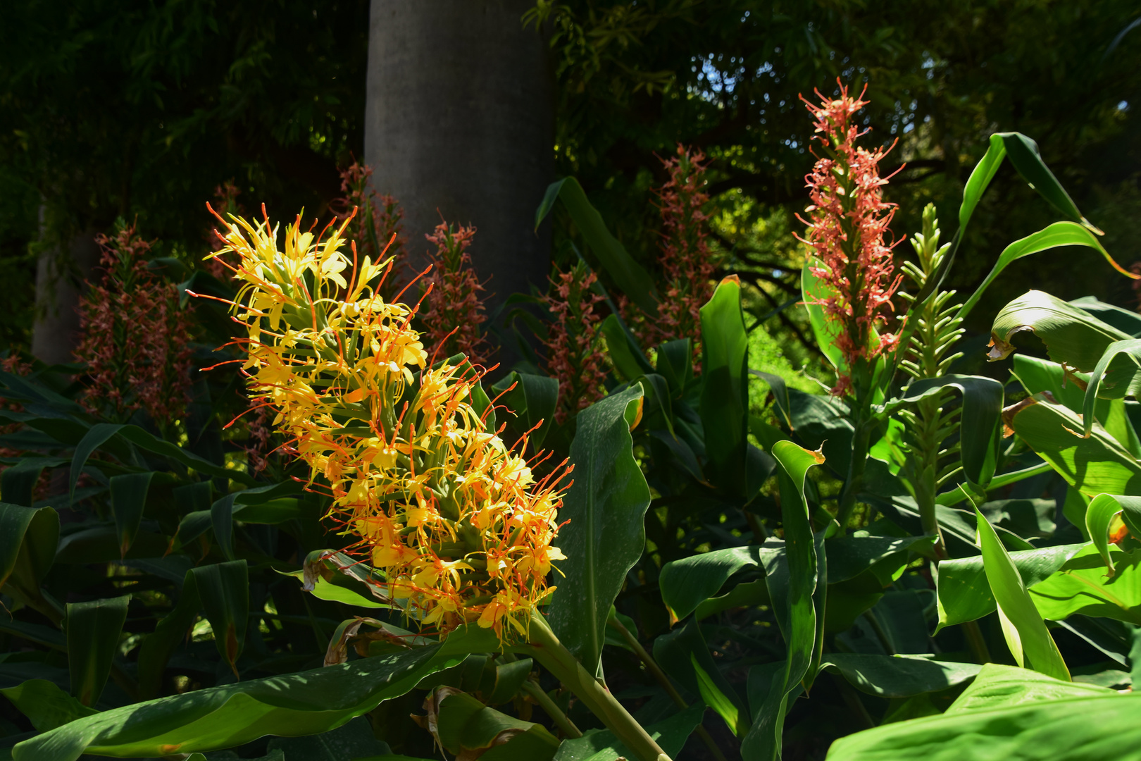 Zieringwer Zingiberaceae