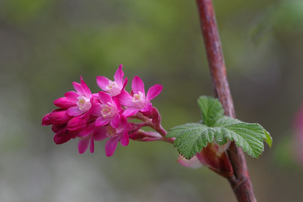 Zierjohannisbeere in Blüte