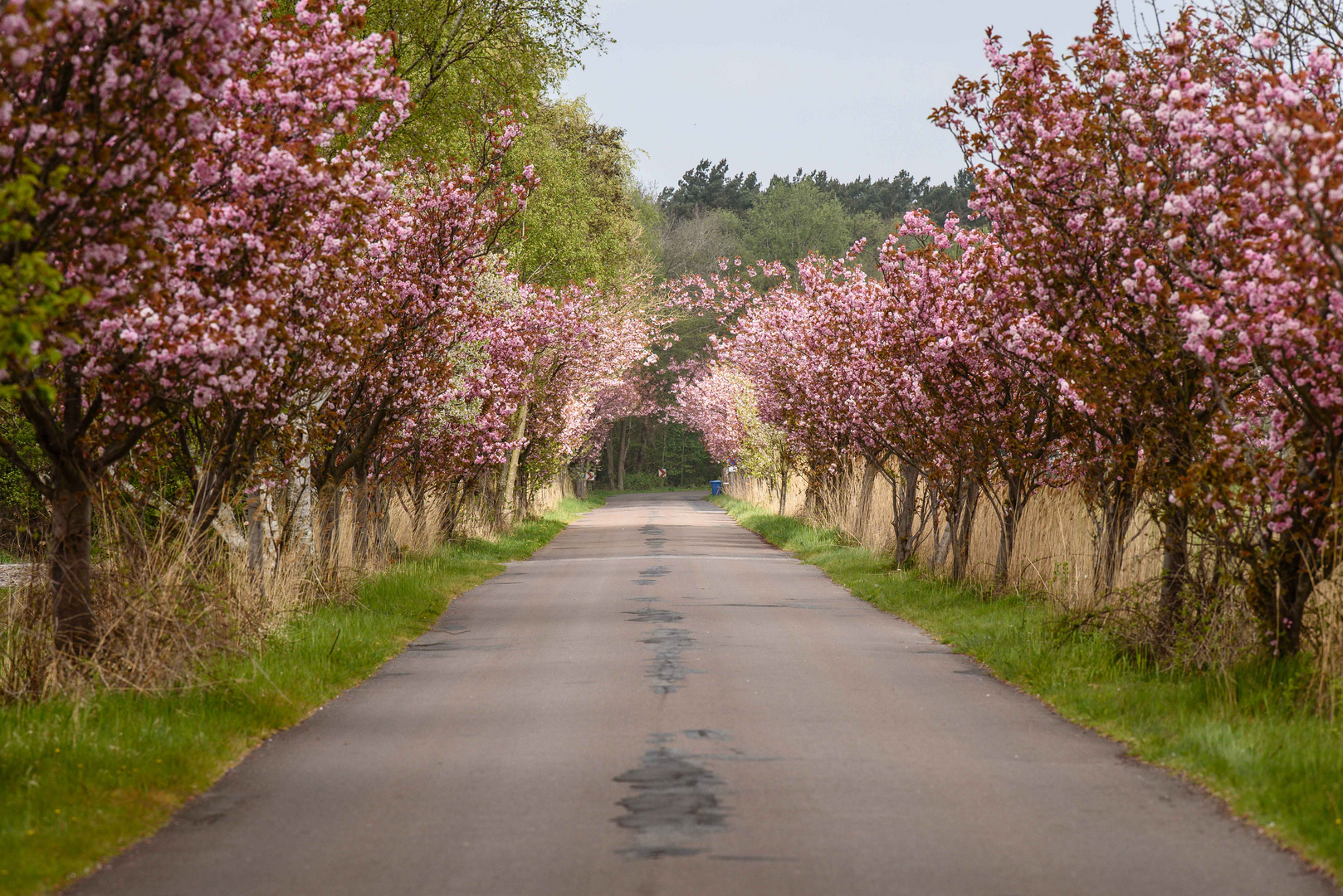 Zierkirchen-Allee