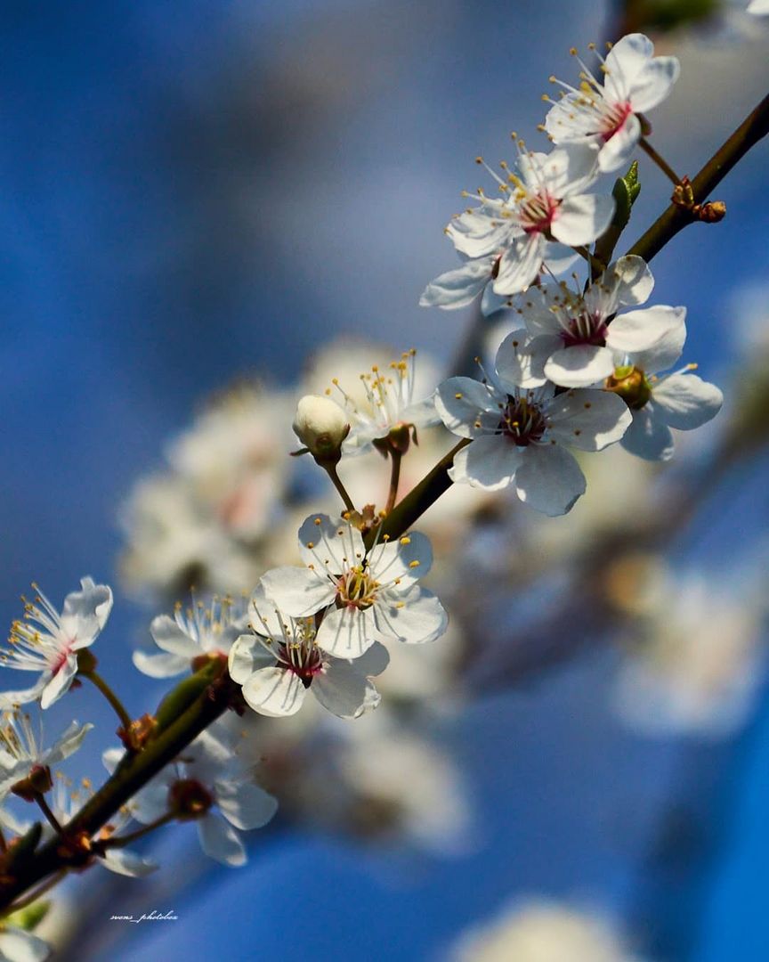 Zierkirschblüte 