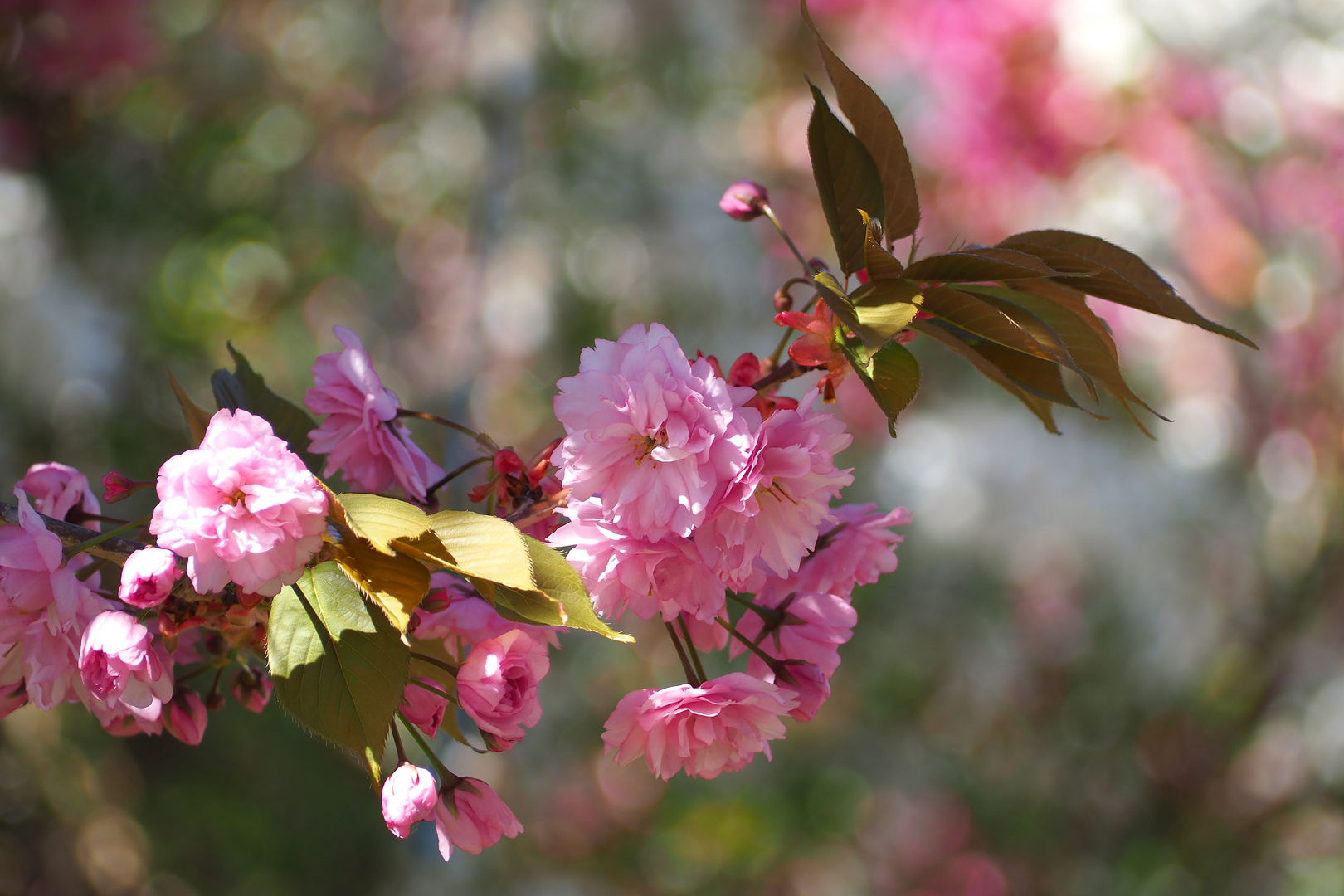 Zierkirschblüte