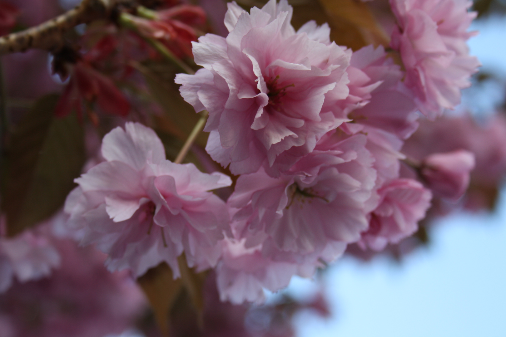 Zierkirschblüte