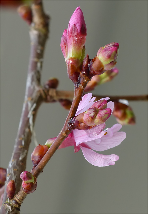 Zierkirschblüte im Januar - Doku