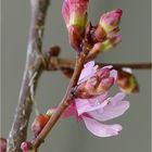 Zierkirschblüte im Januar - Doku