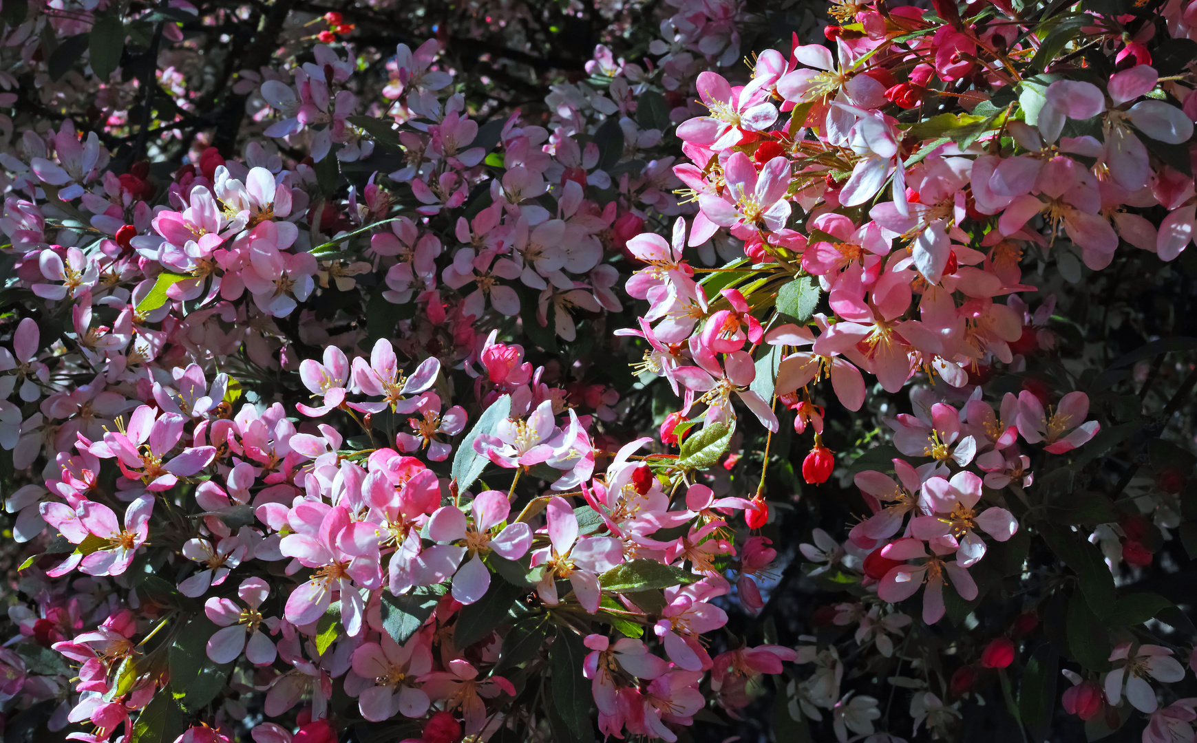 Zierkirschblüten