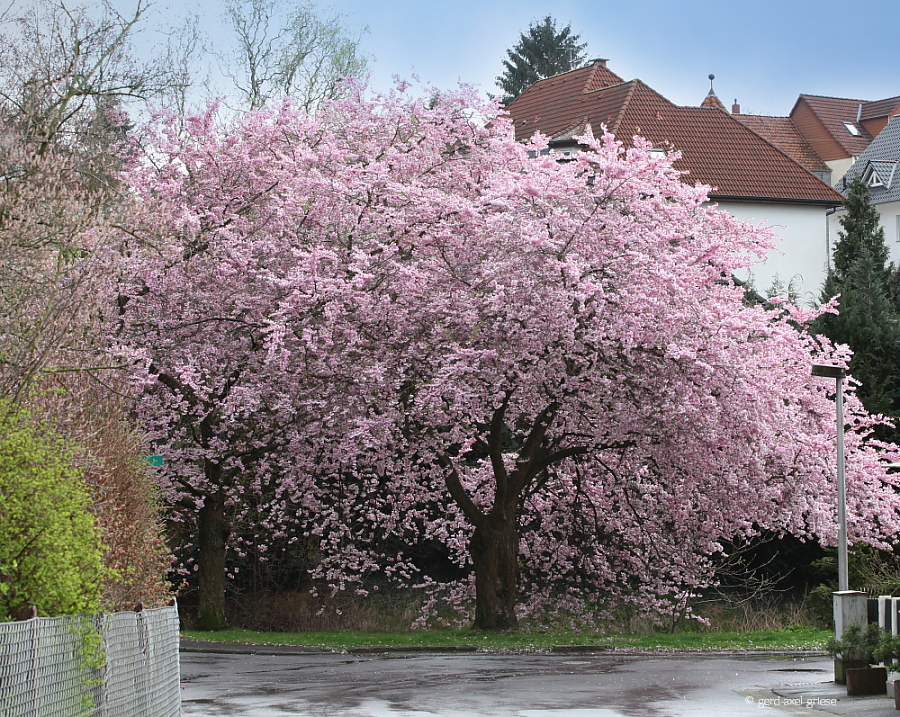 Zierkirsche