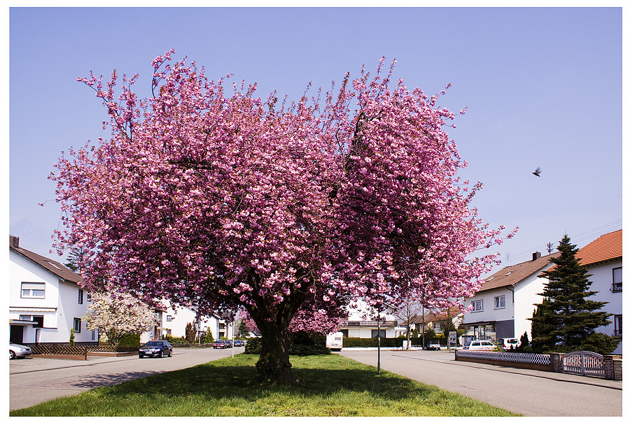 Zierkirsche, ein Blumenstrauß in Baumform