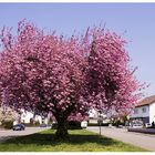 Zierkirsche, ein Blumenstrauß in Baumform