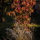 Zierkirsche im Herbstlicht