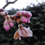 Zierkirsche im Winter