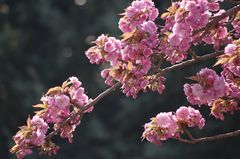 Zierkirsche in voller Blüte