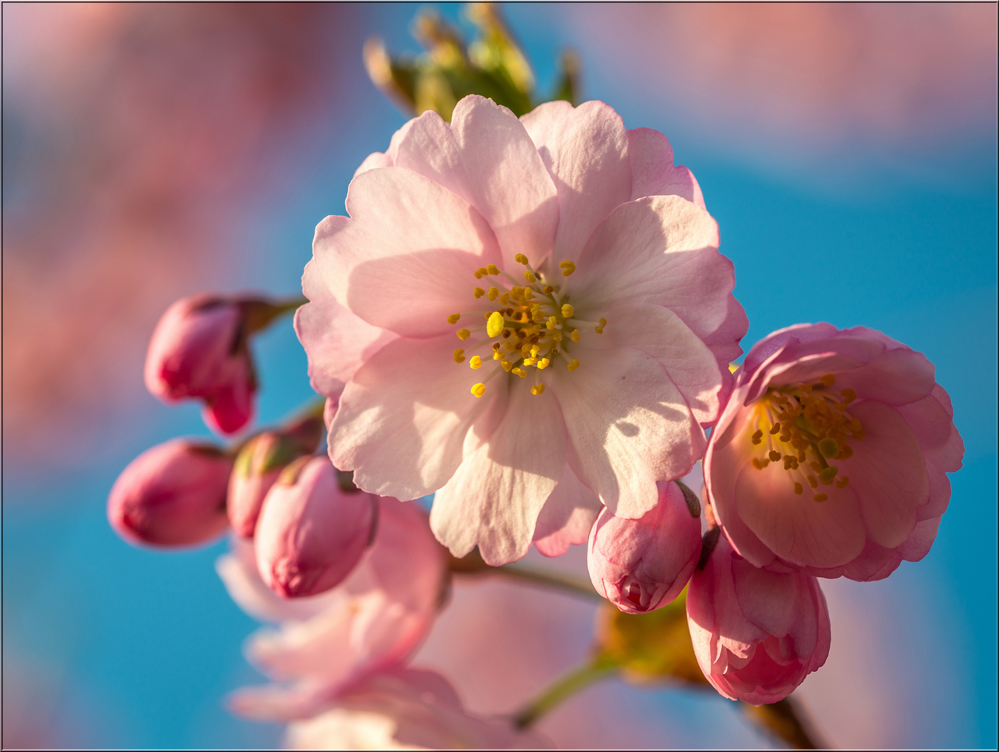 Zierkirsche in voller Blüte!???