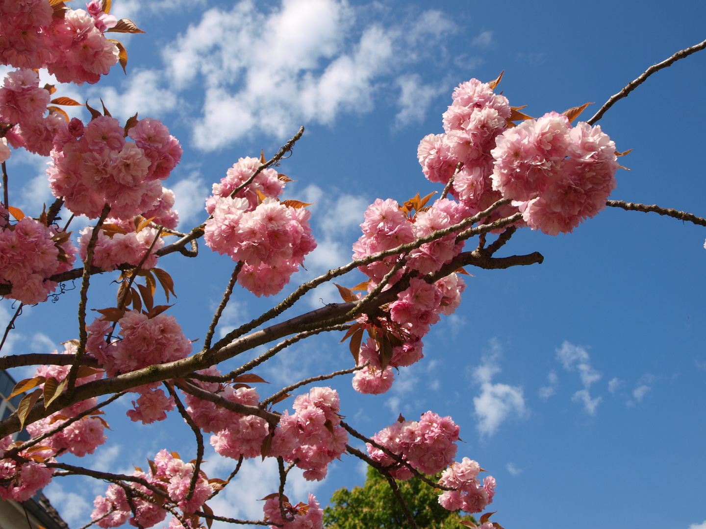 Zierkirsche mit blauem Himmel