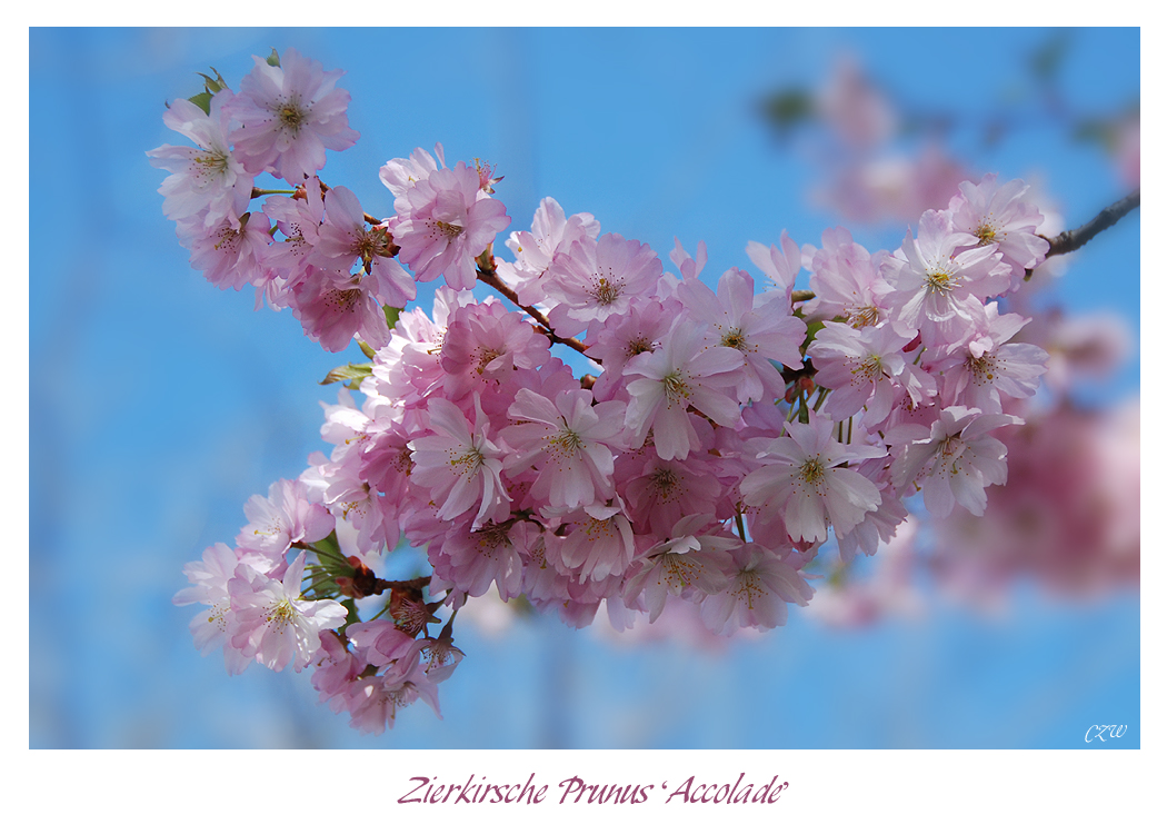 Zierkirsche 'Prunus Accolade'