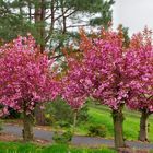 Zierkirsche Prunus serrulata 'Shidare Sakura'