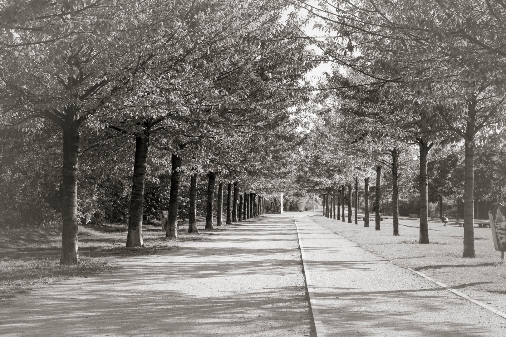 Zierkirschen Allee