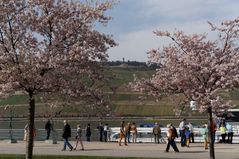 Zierkirschen auf dem Hafenpark