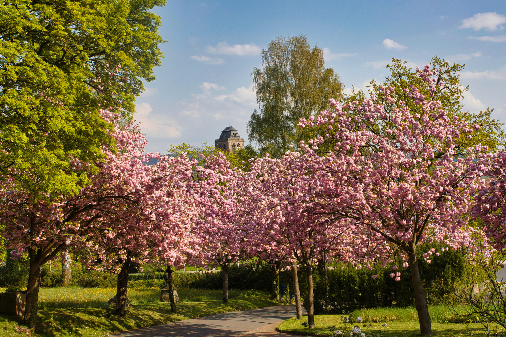 Zierkirschen Blüte