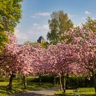 Zierkirschen Blüte