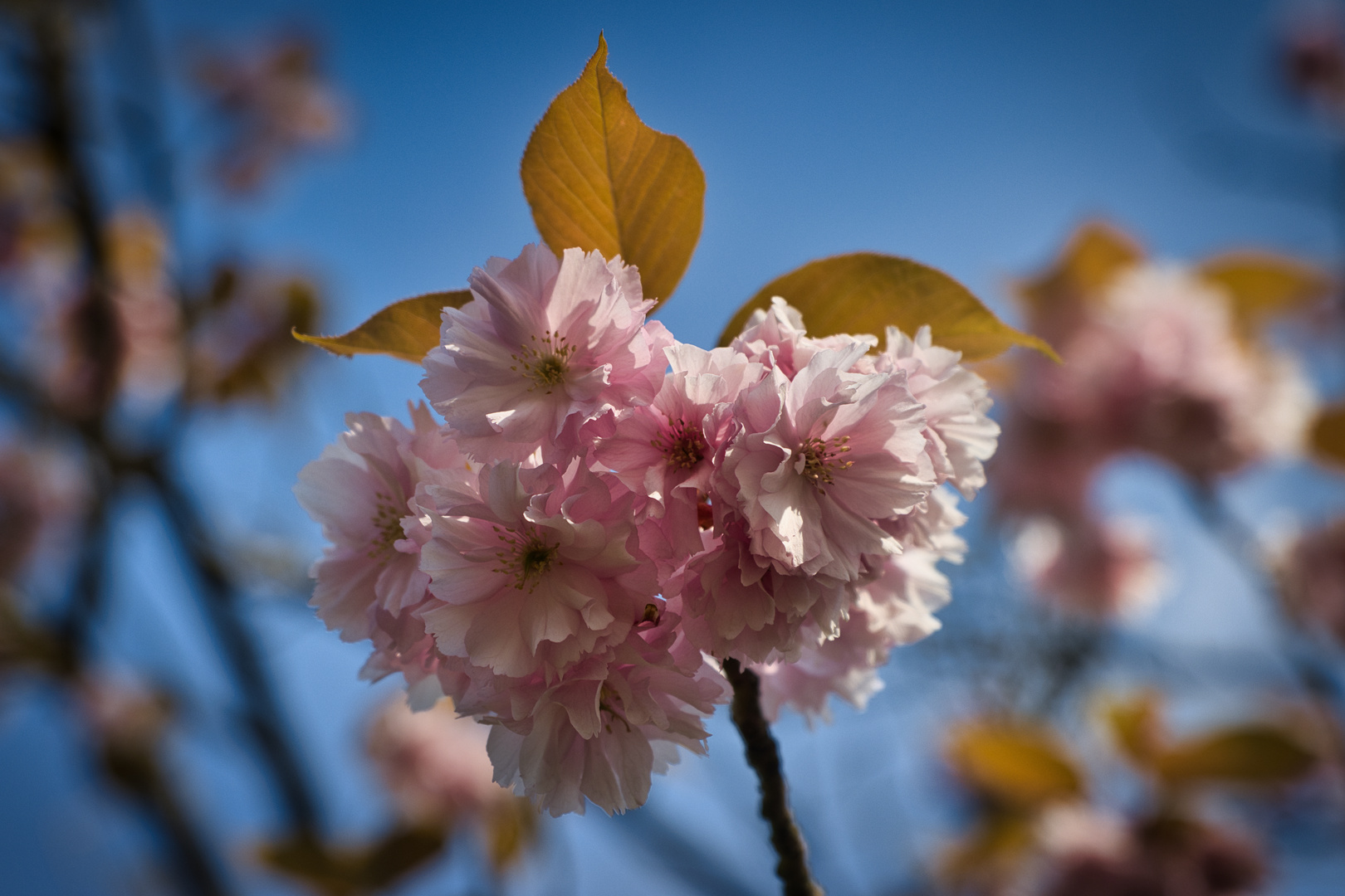 Zierkirschen Blüte