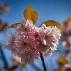 Zierkirschen Blüte