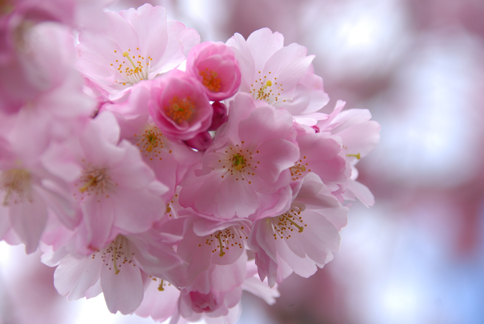 Zierkirschen- Blüte im Frühjahr