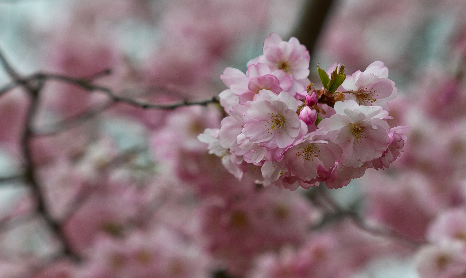 Zierkirschen im Frühling