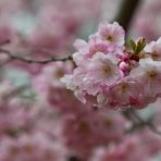 Zierkirschen im Frühling