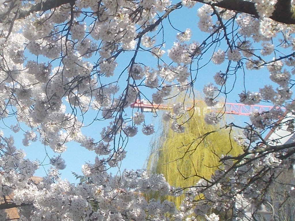 Zierkirschen in voller Blüte   (Serie)