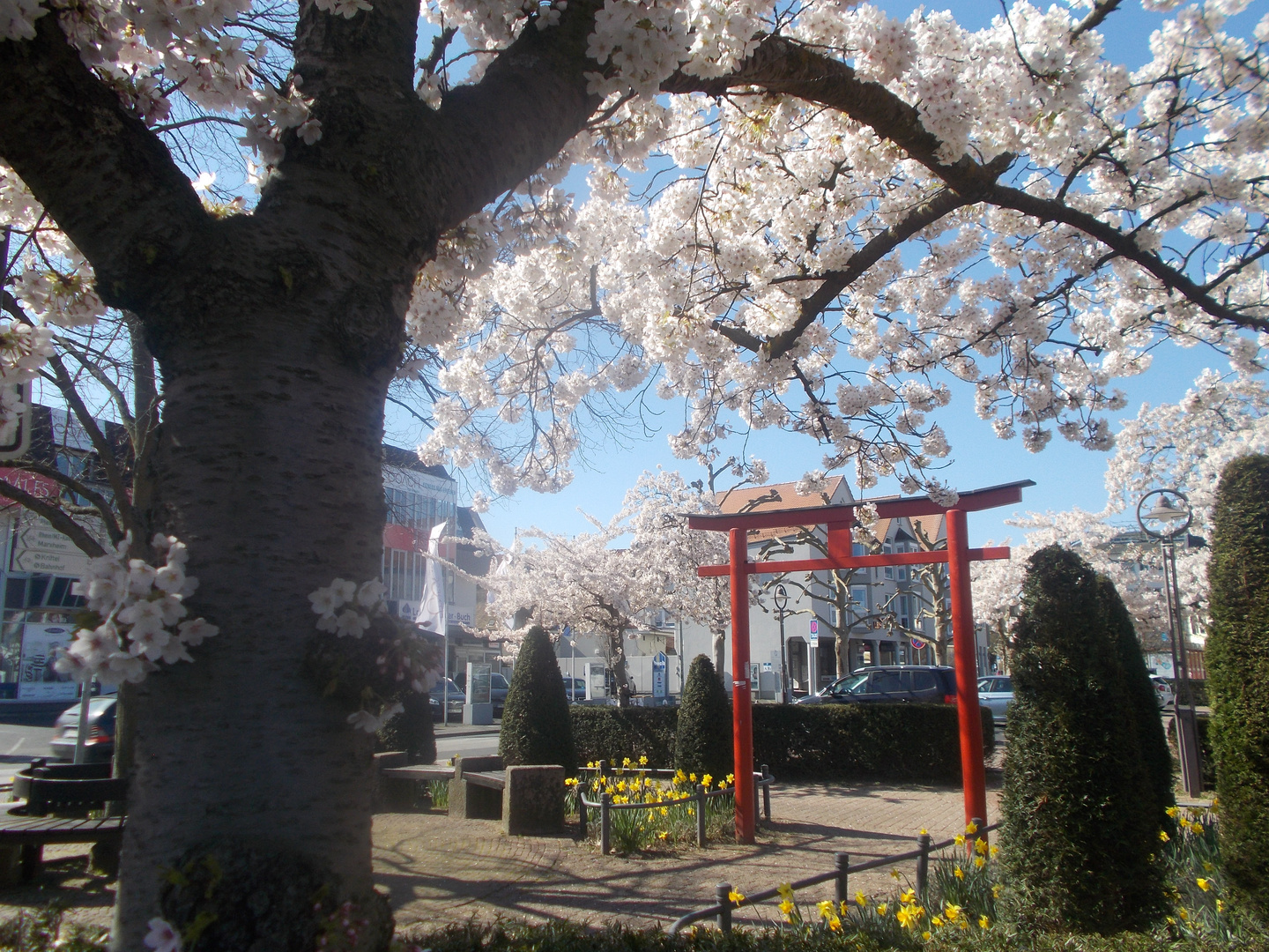 Zierkirschen in voller Blüte   (Serie)