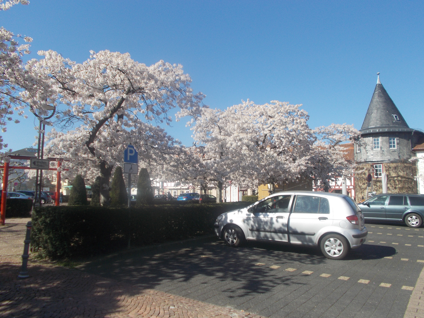 Zierkirschen in voller Blüte   (Serie)