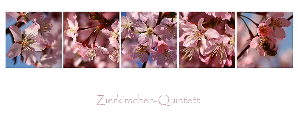 Zierkirschen-Quintett...