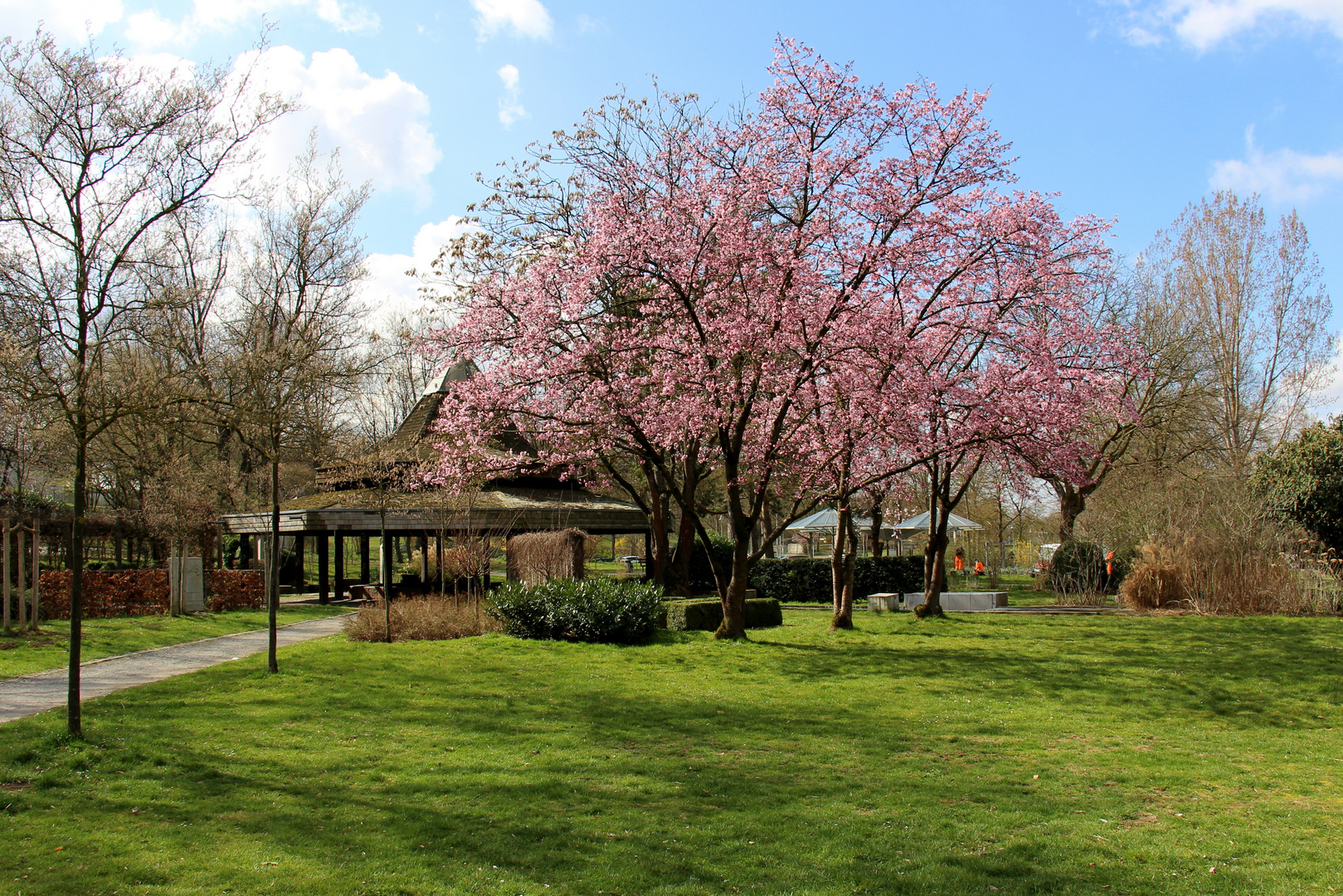 Zierkirschenbäume im Park