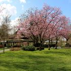 Zierkirschenbäume im Park