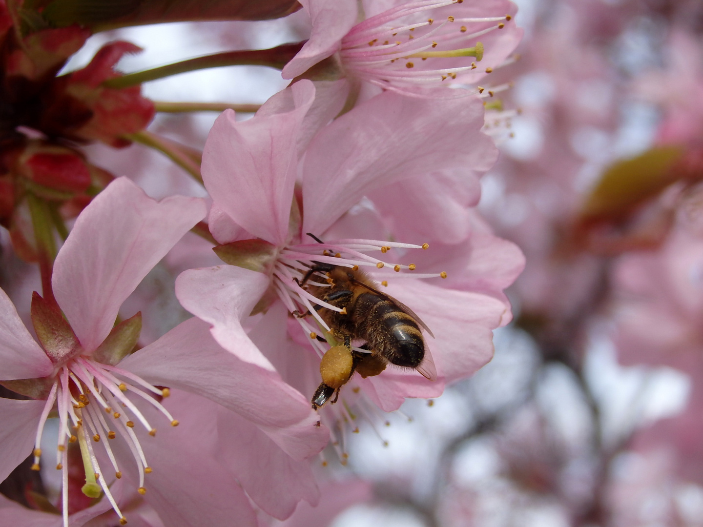 Zierkirschenblüte