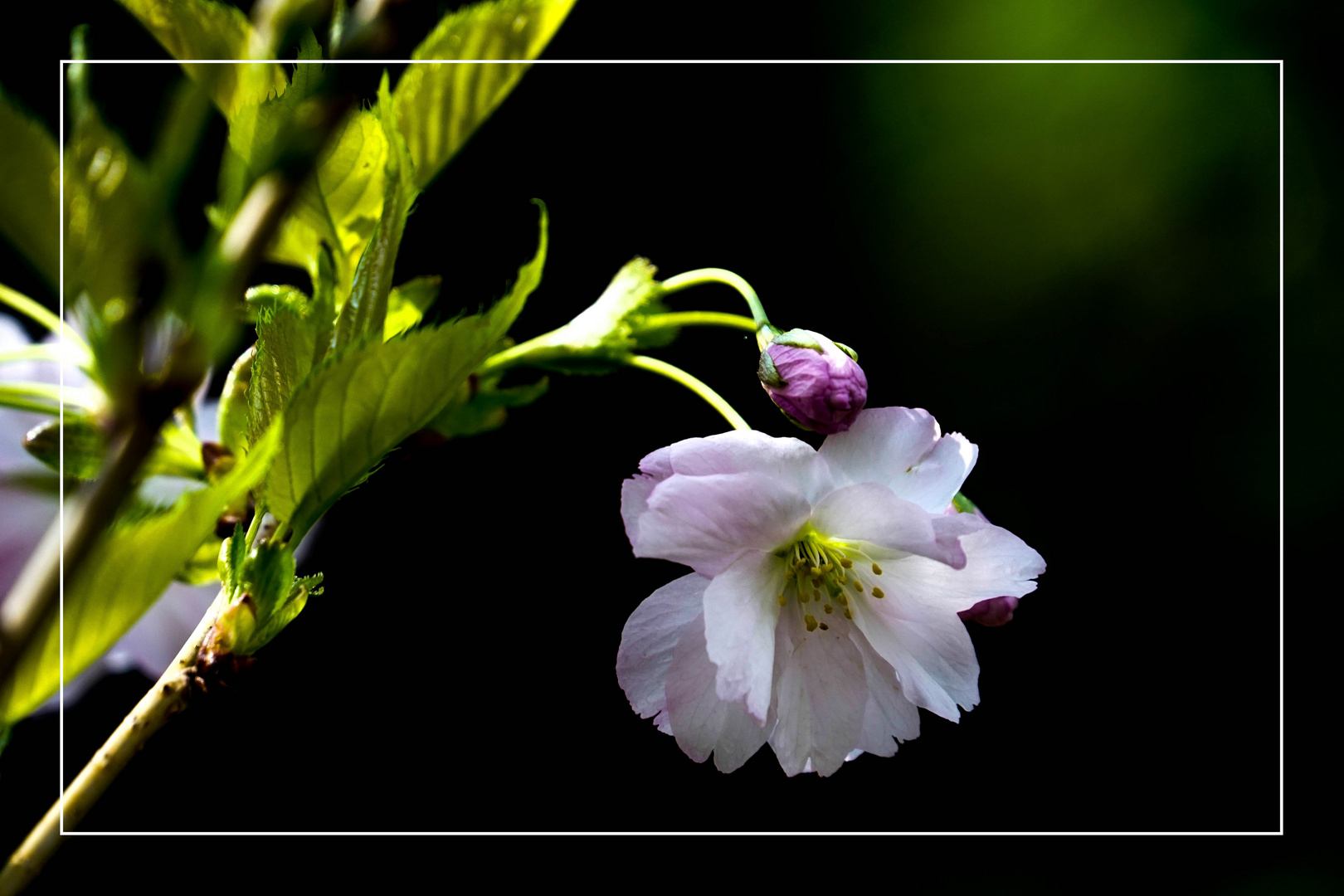 Zierkirschenblüte