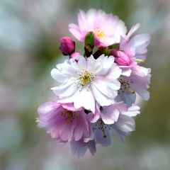 Zierkirschenblüte