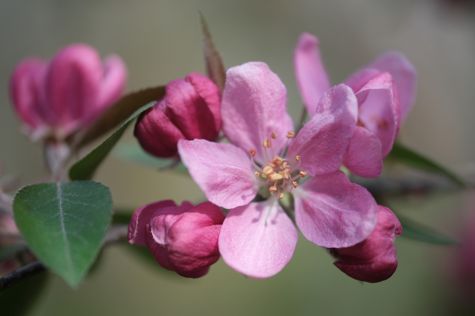 Zierkirschenblüte