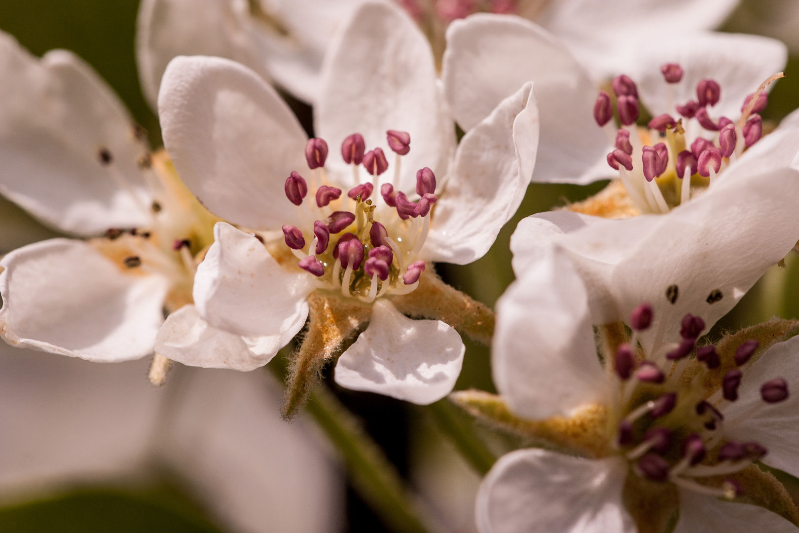 Zierkirschenblüte.