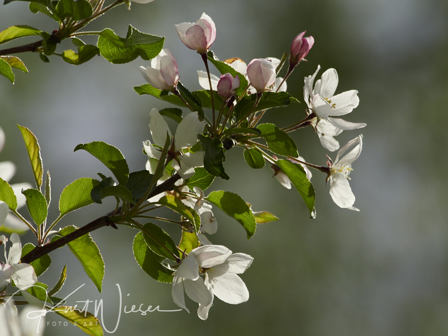 Zierkirschenblüte