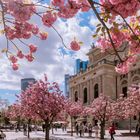 Zierkirschenblüte in Frankfurt